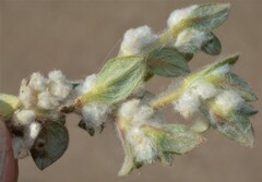 Gossypianthus lanuginosus