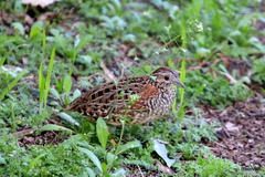 Turnix varius varius