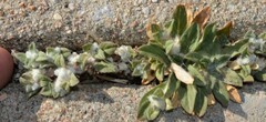 Gossypianthus lanuginosus