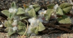 Gossypianthus lanuginosus