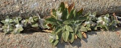Gossypianthus lanuginosus