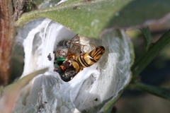 Phidippus