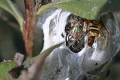 Phidippus