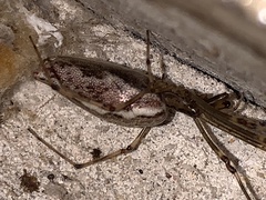 Tetragnatha laboriosa