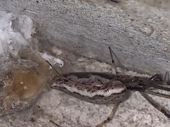 Tetragnatha laboriosa