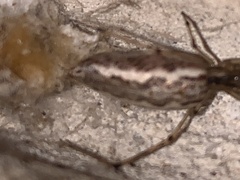 Tetragnatha laboriosa