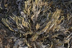 Selaginella corallina