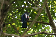 Trogon citreolus