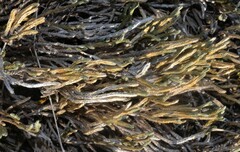 Selaginella corallina