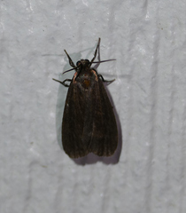 Hypoprepia inculta