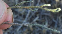 Selaginella corallina