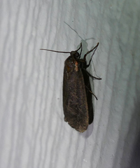 Hypoprepia inculta