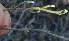 Selaginella corallina