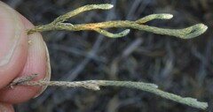 Selaginella corallina