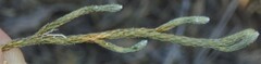 Selaginella corallina