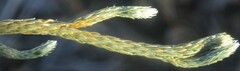 Selaginella corallina