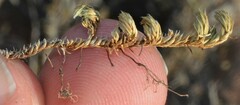 Selaginella peruviana