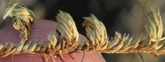 Selaginella peruviana