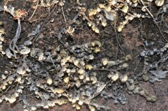 Selaginella peruviana