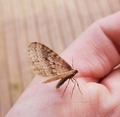 Operophtera bruceata