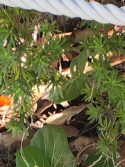 Asparagus aethiopicus