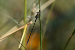 Lestes alacer