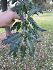 Quercus castaneifolia