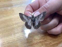 Hypobapta diffundens