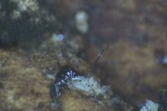 Clastoderma debaryanum