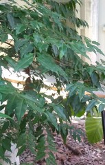 Blepharocalyx salicifolius