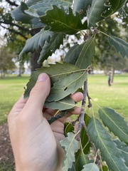 Quercus castaneifolia