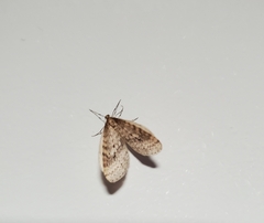 Operophtera bruceata