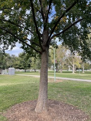 Quercus castaneifolia