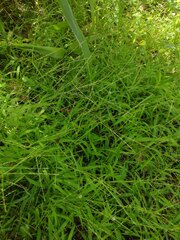 Digitaria radicosa