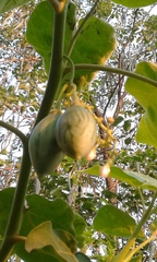 Solanum betaceum