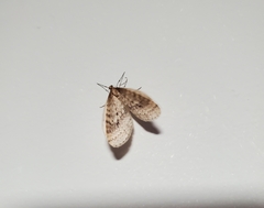 Operophtera bruceata
