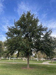 Quercus castaneifolia