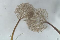 Clastoderma debaryanum