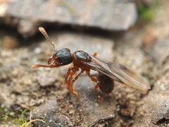 Myrmecina americana