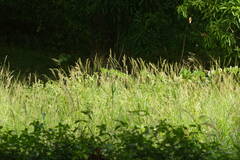 Digitaria insularis