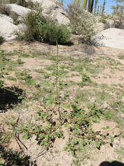 Amaranthus fimbriatus