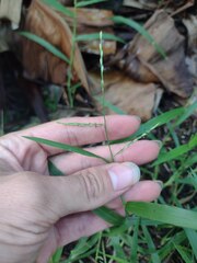 Urochloa subquadripara