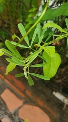 Melilotus suaveolens