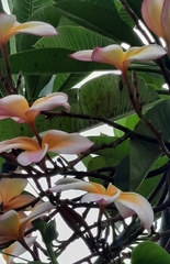 Plumeria