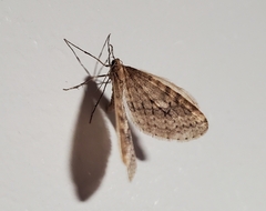Operophtera bruceata