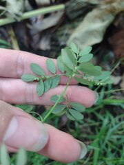 Phyllanthus tenellus