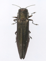 Agrilus quadriguttatus