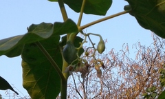 Solanum betaceum
