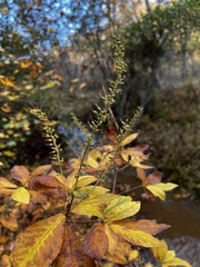 Clethra alnifolia