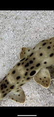 Hemiscyllium ocellatum